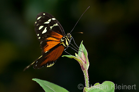 020 Tiger-Passionsfalter - Heliconius ismenius